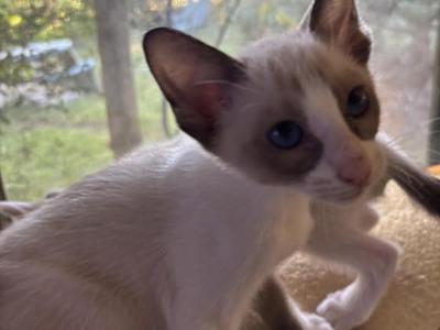 Evas Beautiful Snowshoe Siamese Kittens - Siamese - Gallery Photo #1