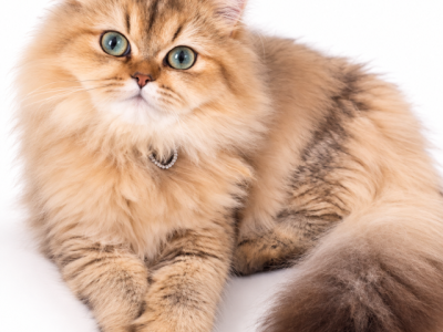 British Longhair Female Rosie - British Shorthair - Gallery Photo #1