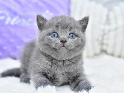 Liza - British Shorthair - Gallery Photo #1