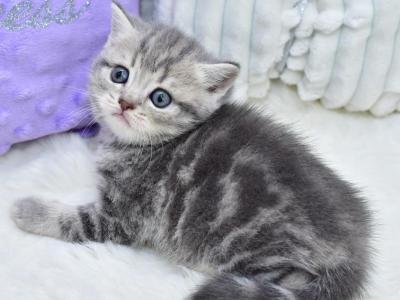 Laki - British Shorthair - Gallery Photo #1