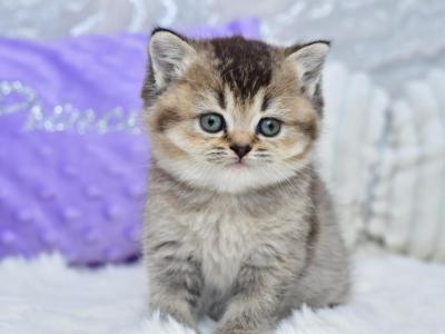 Knopka - British Shorthair - Gallery Photo #1