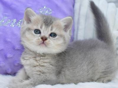Kokos - British Shorthair - Gallery Photo #1
