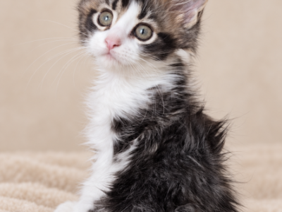 Candy - Maine Coon - Gallery Photo #1