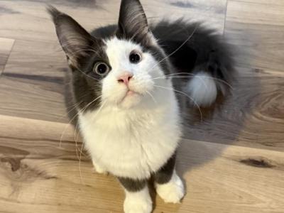 June - Maine Coon - Gallery Photo #1