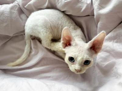 SNOW - Devon Rex - Gallery Photo #1