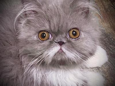 Gorgeous Lilac Tux LH Exotic - Exotic - Gallery Photo #1