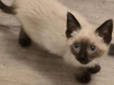 Siamese Kittens - Siamese - Gallery Photo #1