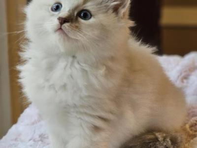 Blue Mitted Lynx - Ragdoll - Gallery Photo #1
