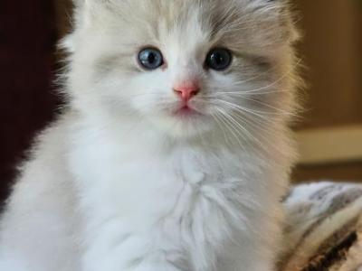 Blue Mink Bicolor - Ragdoll - Gallery Photo #1