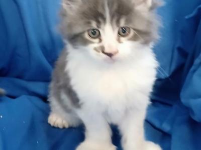 Poly Baby Cats - Maine Coon - Gallery Photo #1