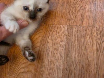 Siamese Royal Kittens Seal Balinese And Tortie - Siamese - Gallery Photo #1