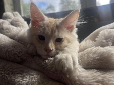 Gary - Maine Coon - Gallery Photo #1