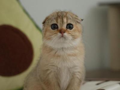 Sonia - Scottish Fold - Gallery Photo #1