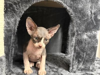 Fuzball - Sphynx - Gallery Photo #1