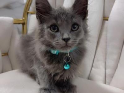 Kittens Ready For Homes - American Longhair - Gallery Photo #1