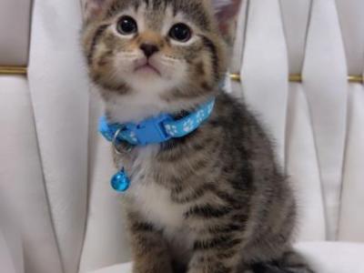 Kittens - American Longhair - Gallery Photo #1