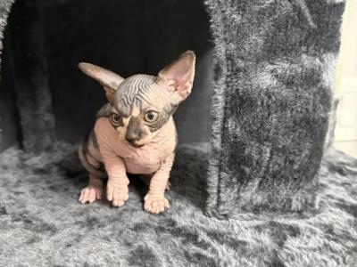 Tony - Sphynx - Gallery Photo #1