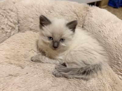 ON HOLD Teddy Siamese Blue Point Male - Siamese - Gallery Photo #1