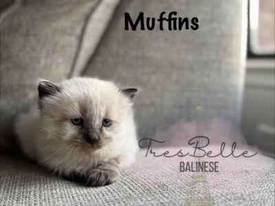 Muffin - Balinese - Gallery Photo #1