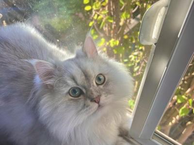 Fitzwilliam - Persian - Gallery Photo #1