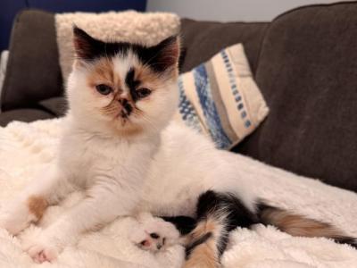 Princess Misha - Persian - Gallery Photo #1