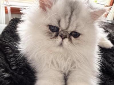 Tot - Persian - Gallery Photo #1
