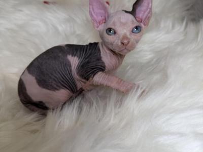 Cleo ODD EYE - American Shorthair - Gallery Photo #1