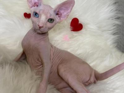 Ophelia ODD EYE - Sphynx - Gallery Photo #1