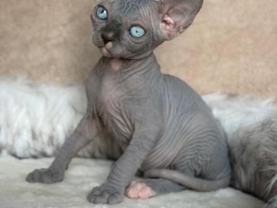 Caspian DBE - Sphynx - Gallery Photo #1