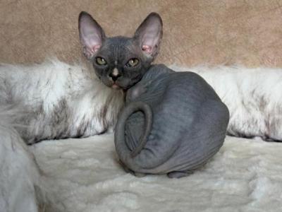 Celia - Sphynx - Gallery Photo #1
