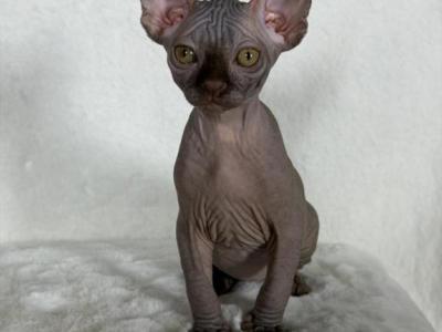 Choco Brown - Sphynx - Gallery Photo #1