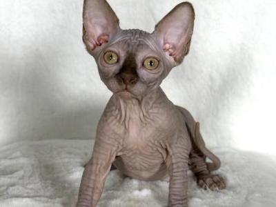 Mocca - Sphynx - Gallery Photo #1