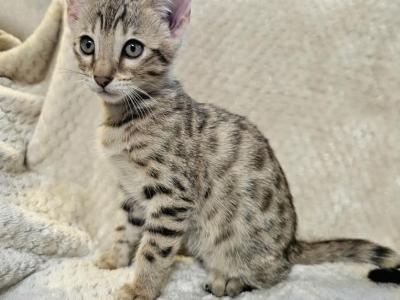 Savannah Bengal Mix - Domestic - Gallery Photo #1