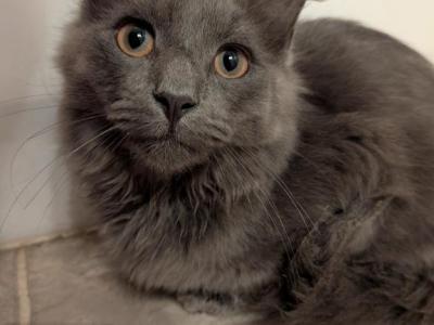 Mr Grey - Maine Coon - Gallery Photo #1