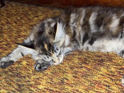 REDUCEDSwirled Tortie - Maine Coon - Gallery Photo #1