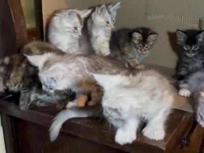 Beautiful Maine Coon Kittens - Maine Coon - Gallery Photo #1