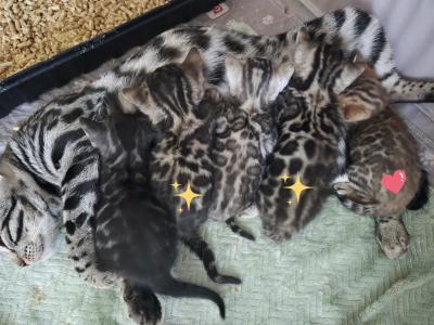 Males And Female Litter - Bengal - Gallery Photo #1