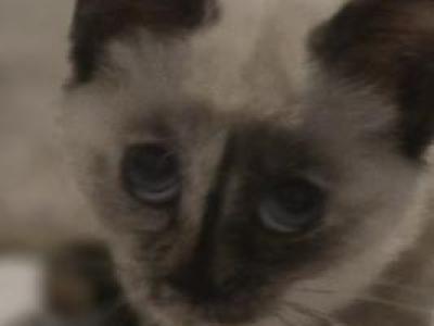Seal Tortie Female - Siamese - Gallery Photo #1