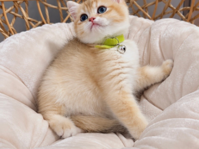 Maple Golden - British Shorthair - Gallery Photo #1