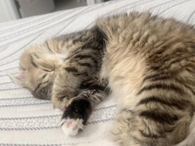 Dariya - Scottish Fold - Gallery Photo #1