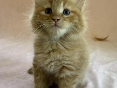 Moe Siberian Shynx Domestic - Siberian - Gallery Photo #1