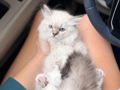 Hester - Siberian - Gallery Photo #1