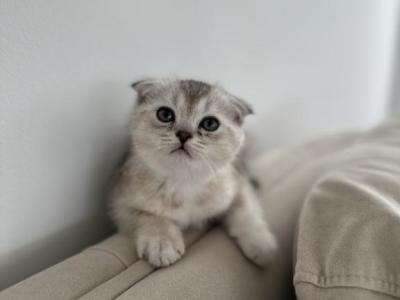 Sinba - Scottish Fold - Gallery Photo #1
