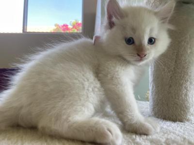 Snowball Siberian Shynx And Domestic Mixed Breed - Siberian - Gallery Photo #1