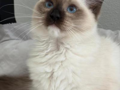Bueatiful Ragdoll Girl Seal Point Mitted - Ragdoll - Gallery Photo #1