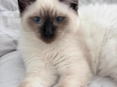 Bueatiful Ragdoll Boy TICA - Ragdoll - Gallery Photo #1