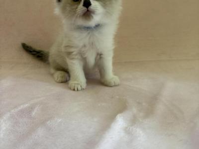 Buster Siberian Sphynx Domestic Mixed Breed - Siberian - Gallery Photo #1