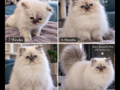 Jovi - Himalayan - Gallery Photo #1