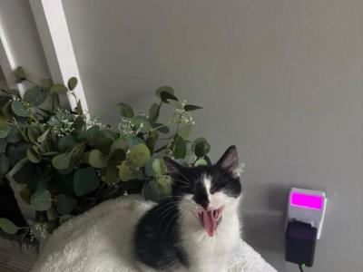 Polydactyl Kittens - American Shorthair - Gallery Photo #1