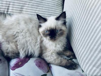 Maxime's Litter - Himalayan - Gallery Photo #1